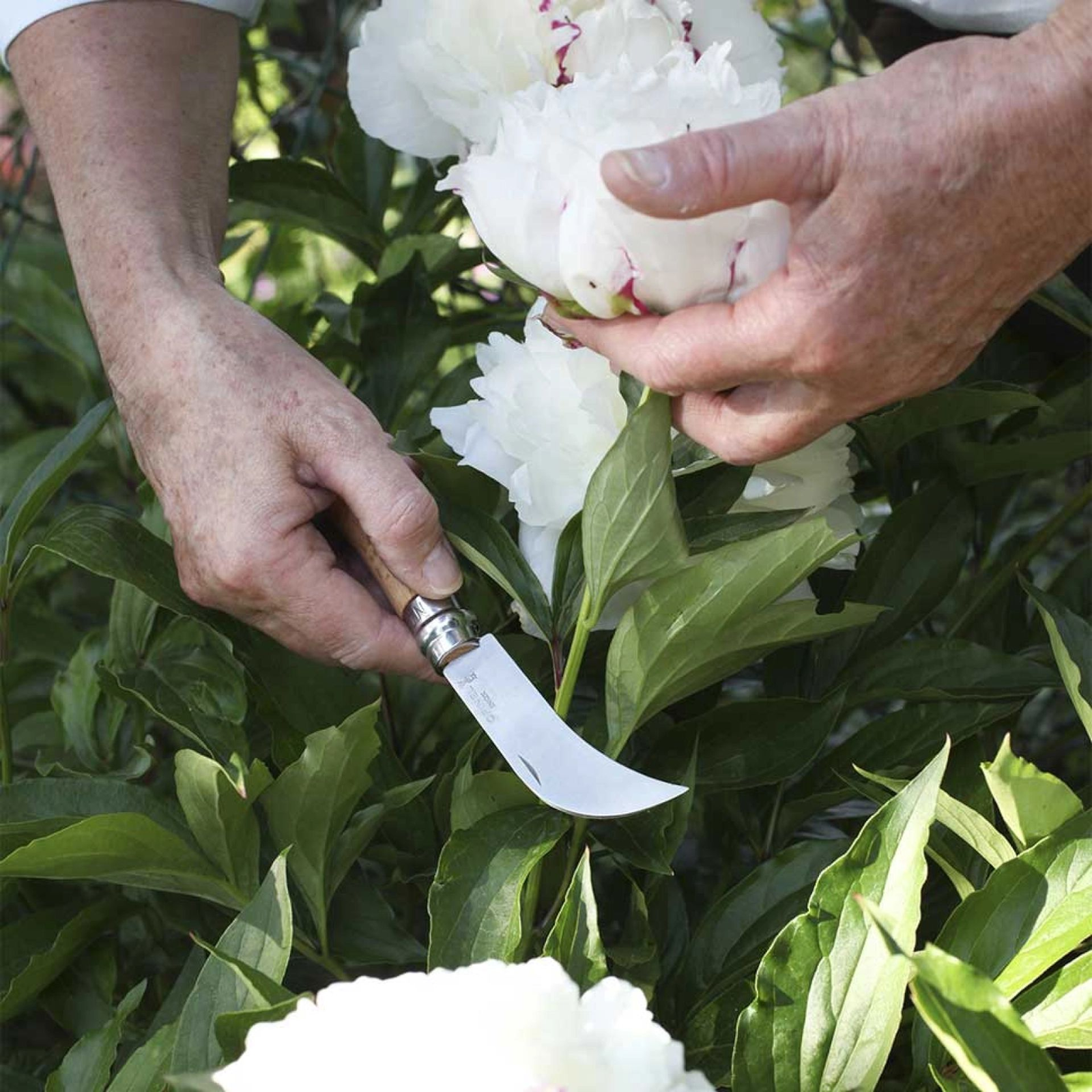 Opinel Gartenmesser N°08 – Hippe-Messer mit gebogener Edelstahlklinge zum Veredeln & Zurückschneiden